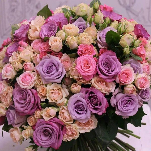 роза кустовая ровена