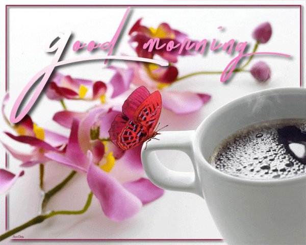 доброе утро с орхидеями