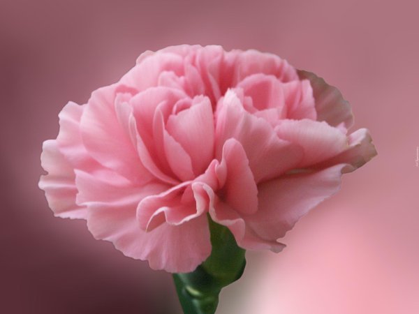 цветок гвоздика