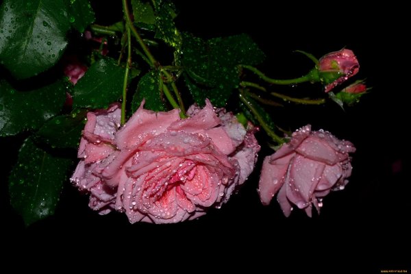 розы блестящие