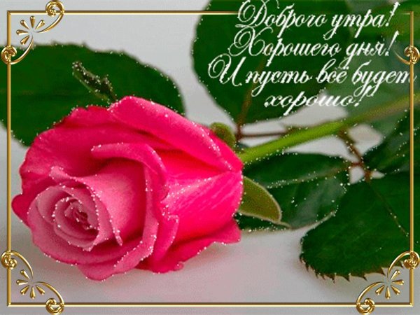 доброго утра розы