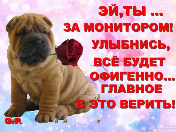 порода шарпей