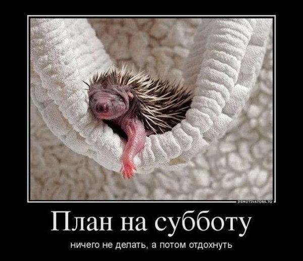 новорождённые ежата