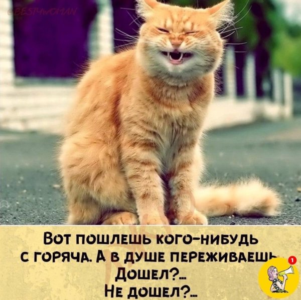 рыжего кота