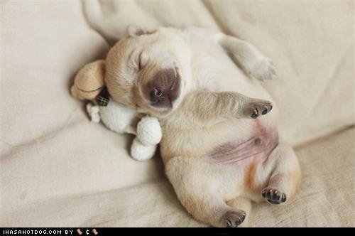 спящий щенок