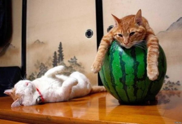 ленивые коты