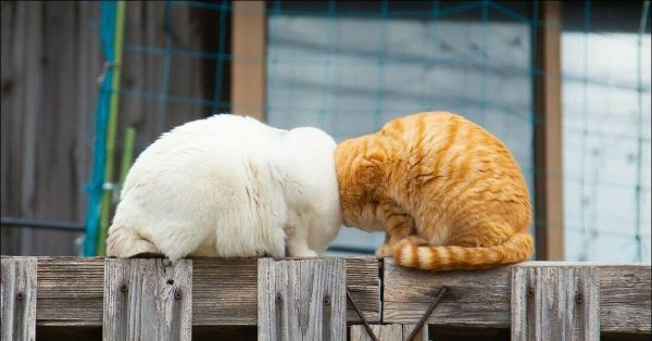 кошка прикольная