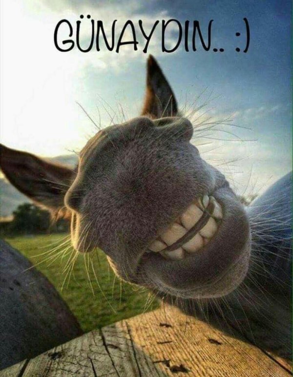 смеющийся осел