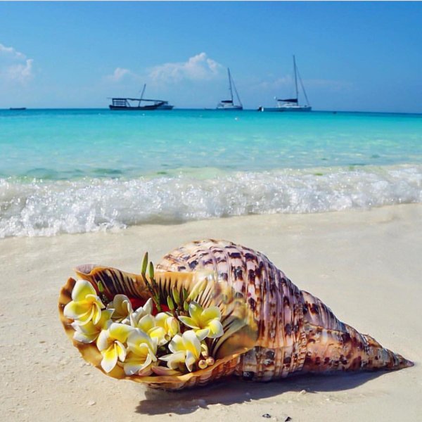 морская раковина