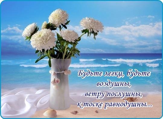 астра букет белый