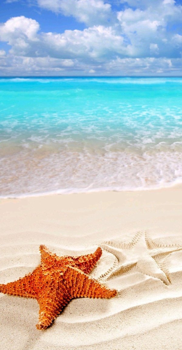 морская звезда