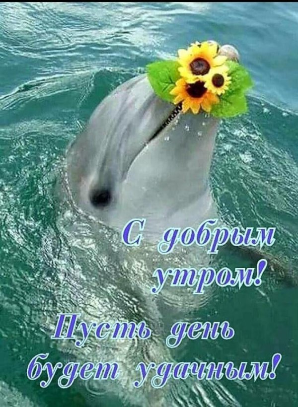 милые дельфины