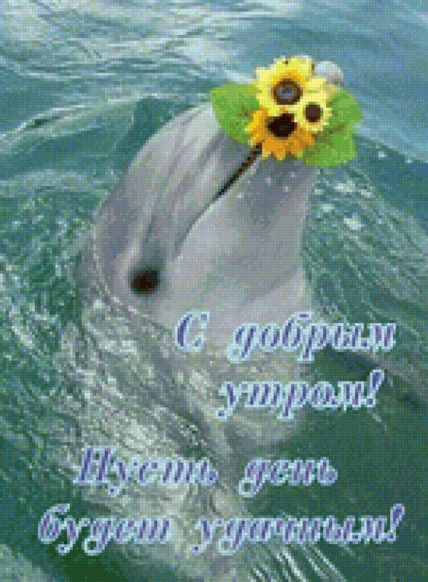 милые дельфины