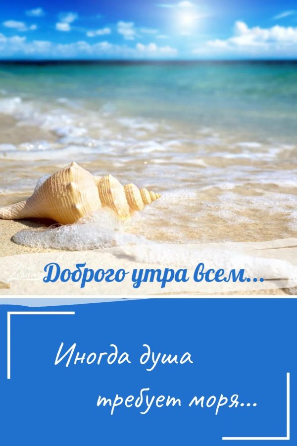 ракушка на пляже