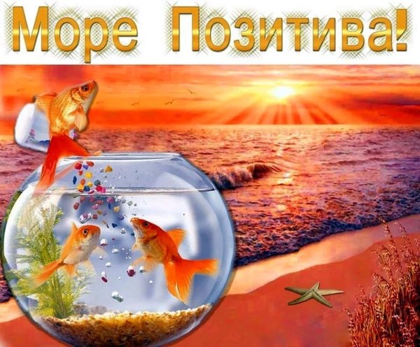 рыбки голден фиш