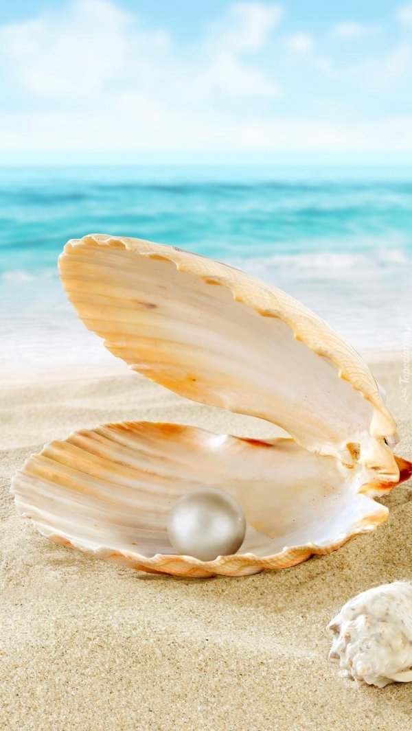 ракушка жемчуг