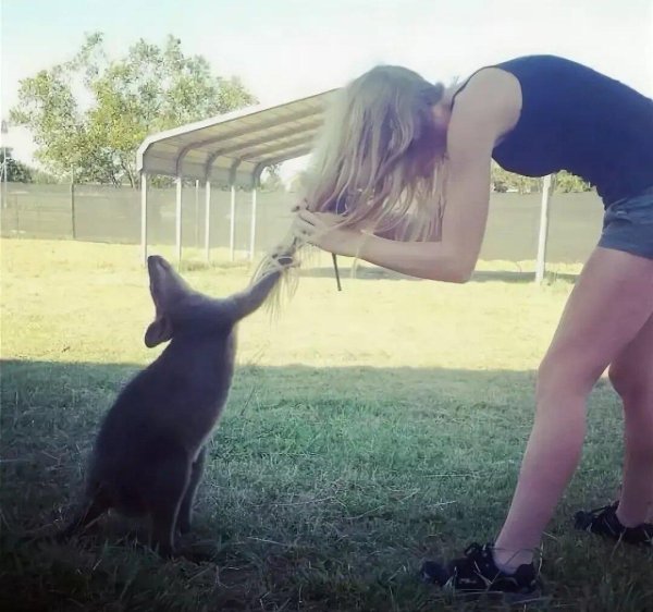 кенгуру австралии