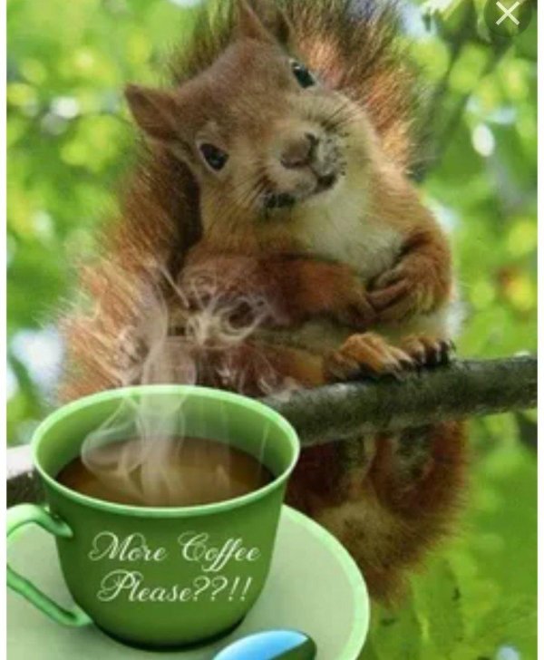 с добрым утром белочка