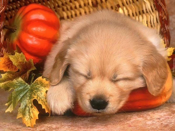 щенки золотистого ретривера