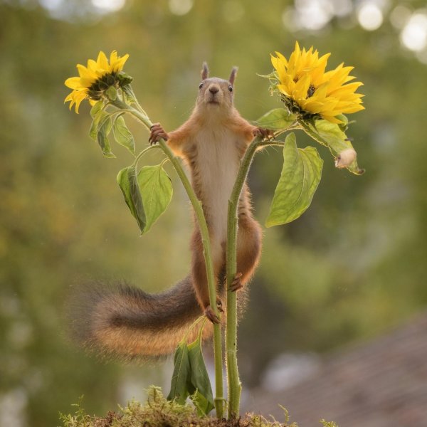 белка радуется