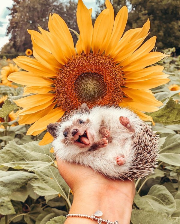 mr pokee ёжик путешественник