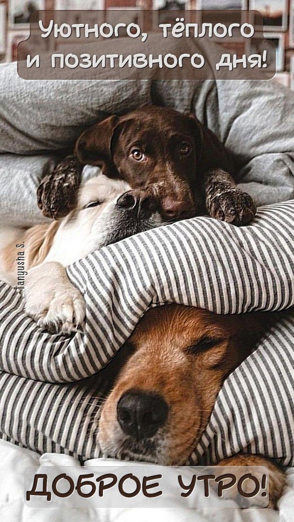 добра утра