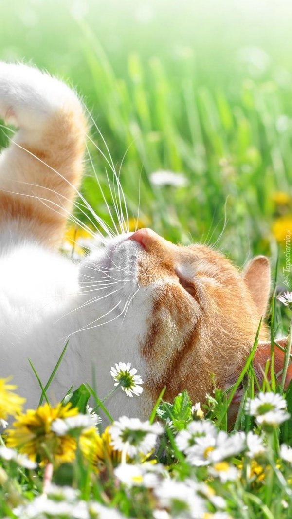 котики лето