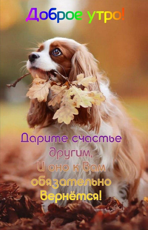 кавалер кинг чарльз спаниели