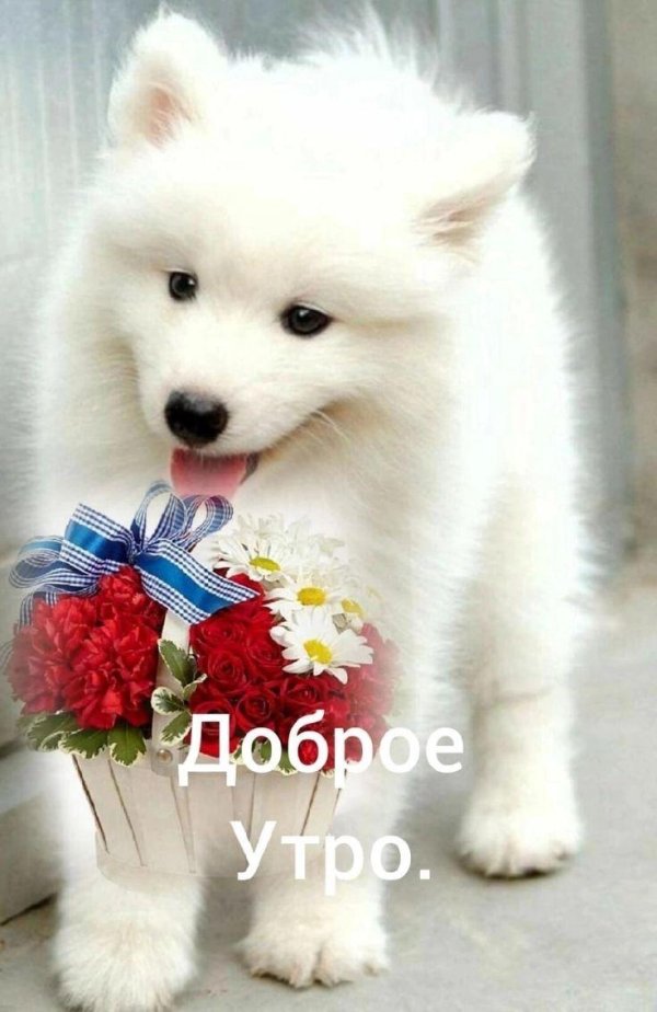 хаски самоед