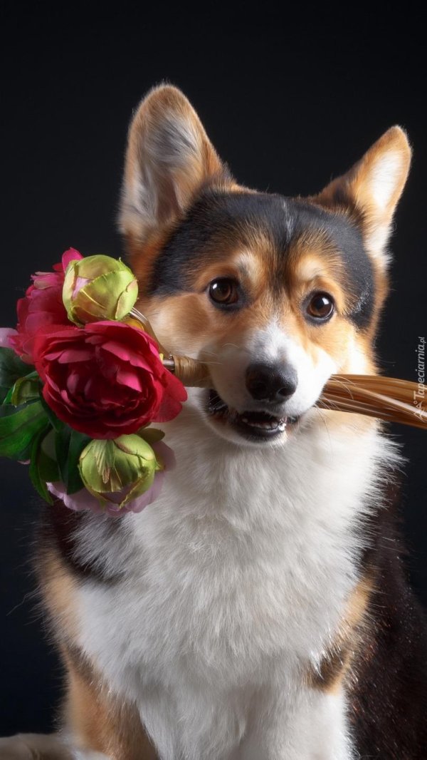 вельш корги