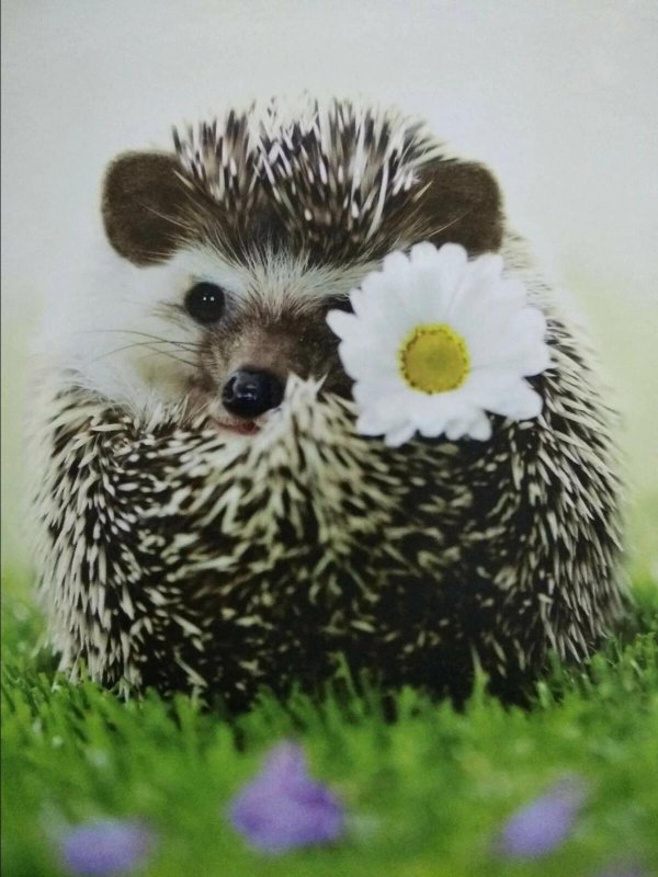 ёжик марутаро