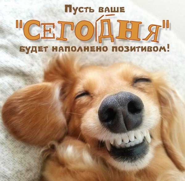 улыбка собаки