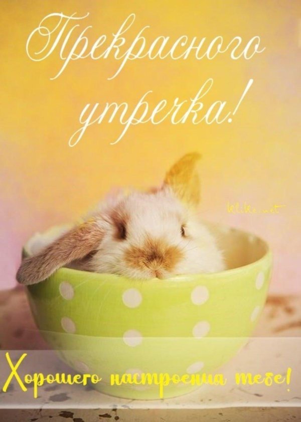 милый кролик