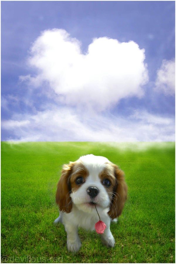 добрая собачка