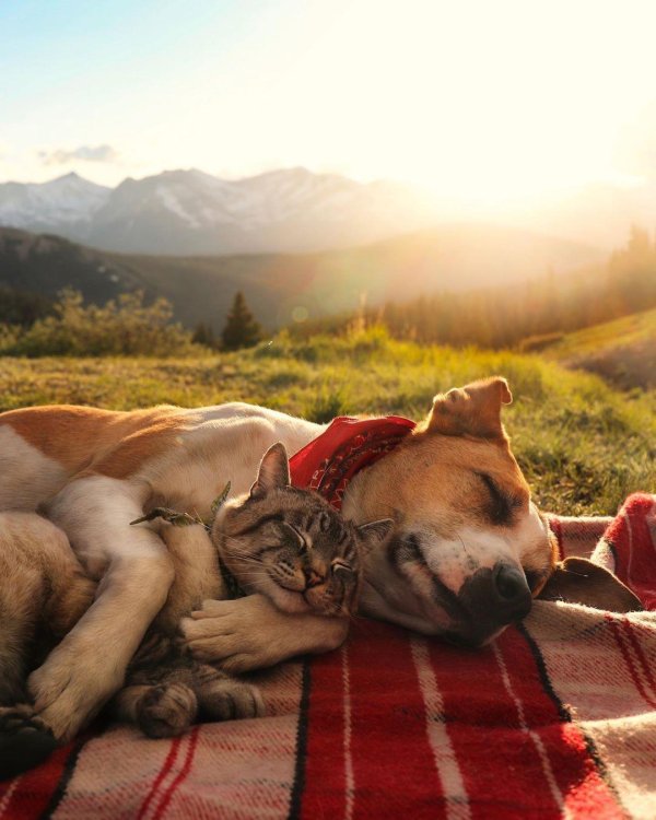 пес генри и кот балу