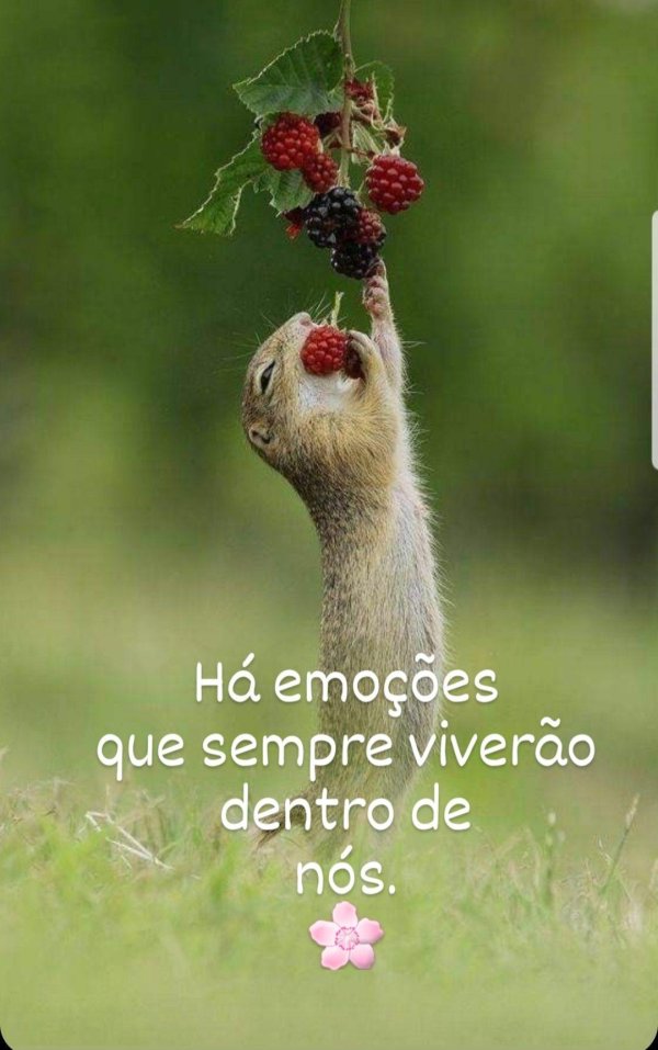 суслик красивый