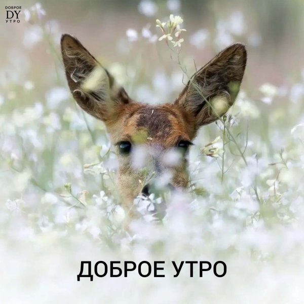 природа животные