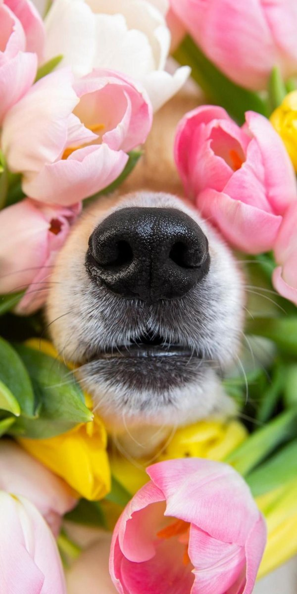 собачка милая