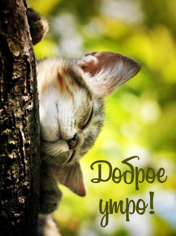 кошачий сон