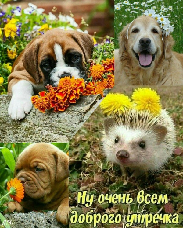 доброго утра животные