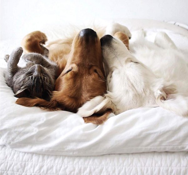 спящие щенки