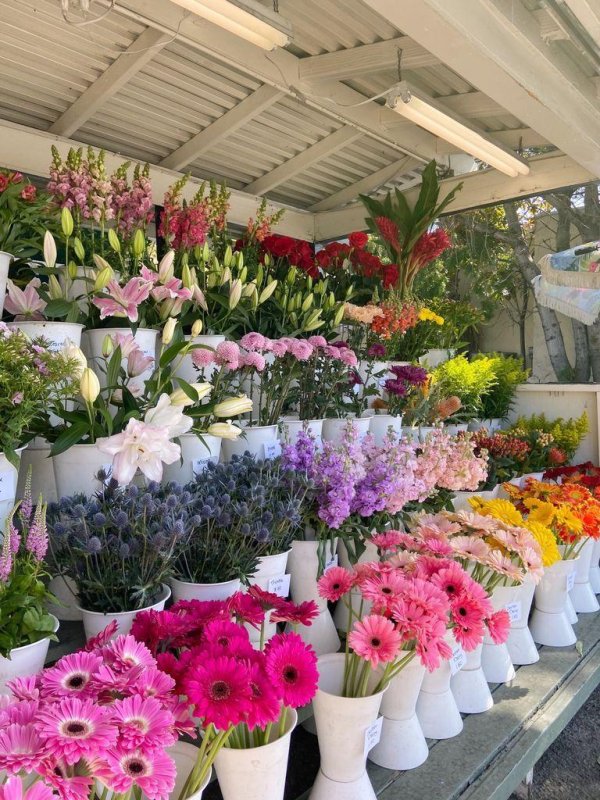 свежие цветы