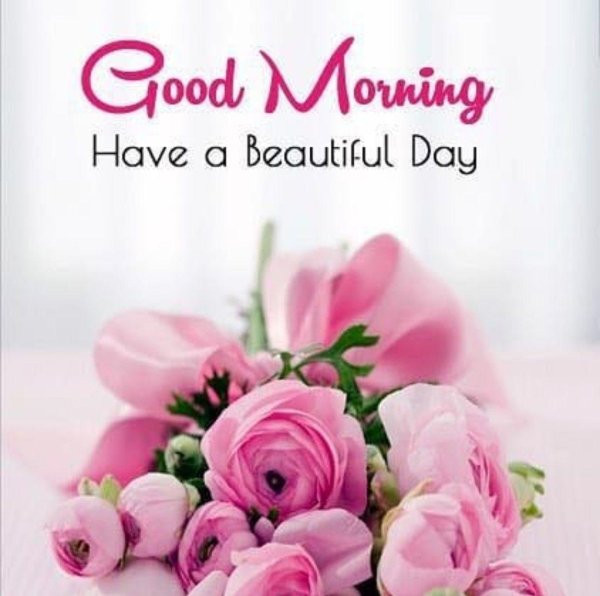 ранункулюс нежный