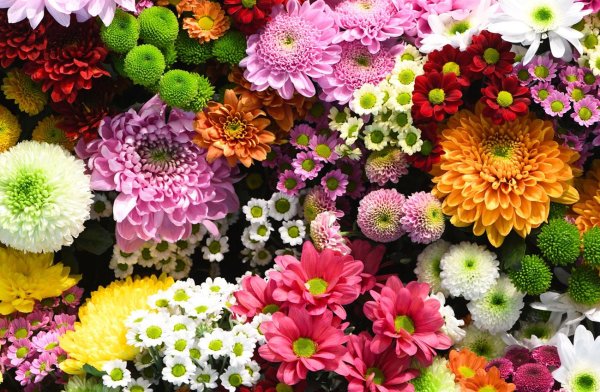 chrysanthemum flower