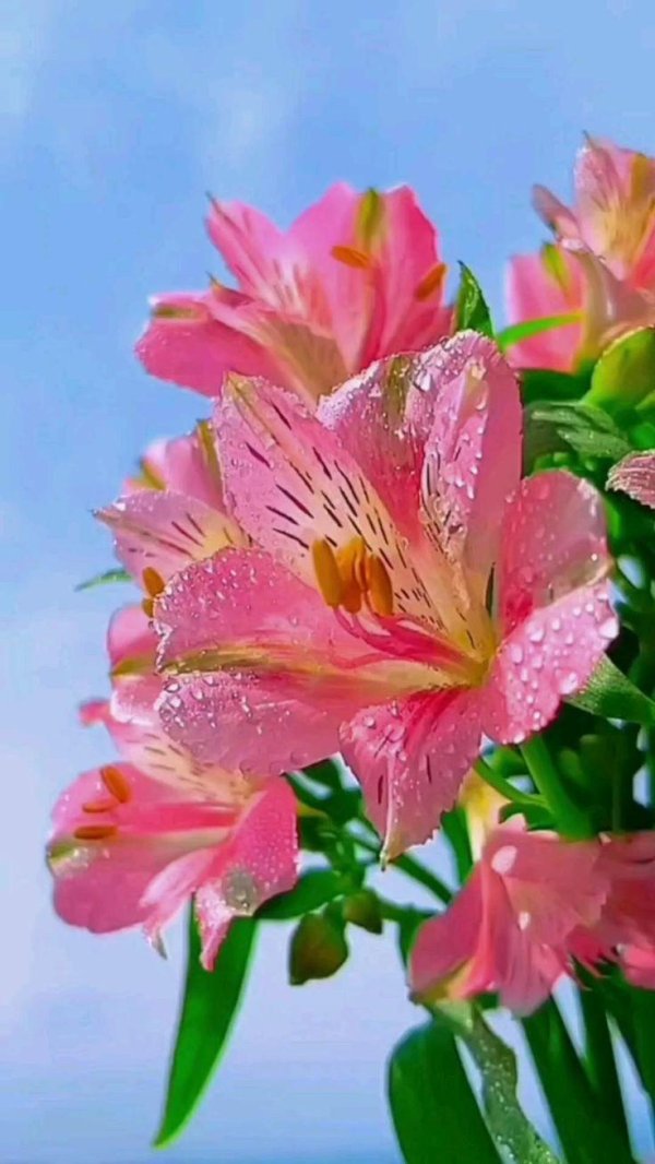 перуанская лилия альстромерия