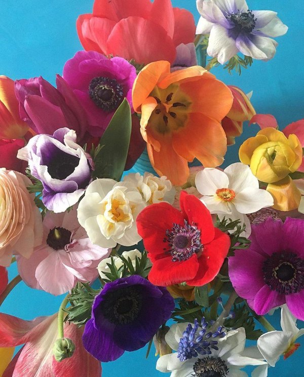 анемона корончатая