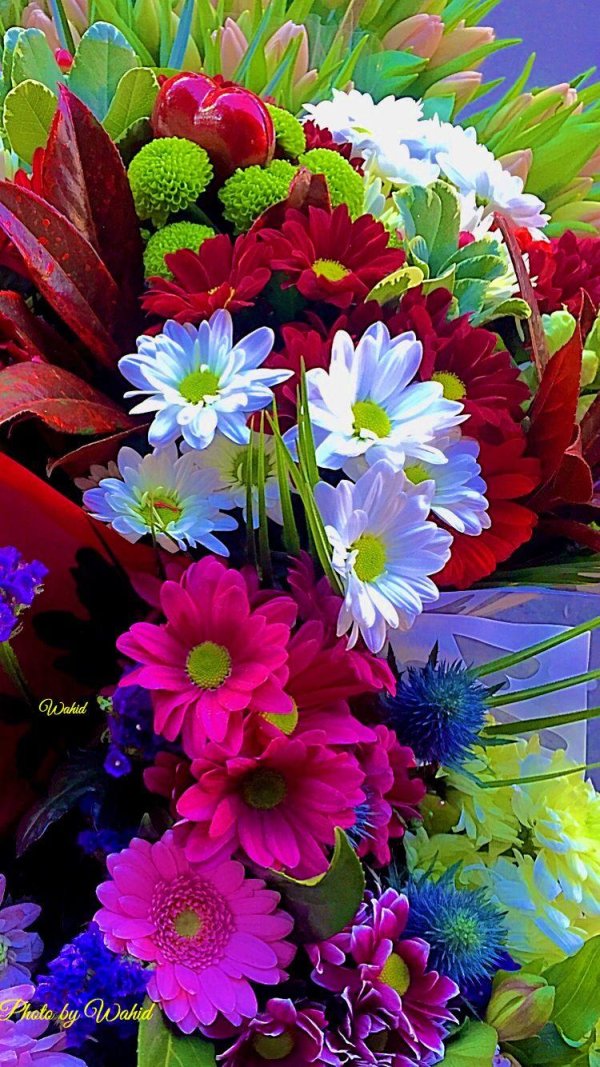 красочные цветы