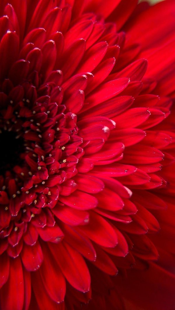 красные цветки