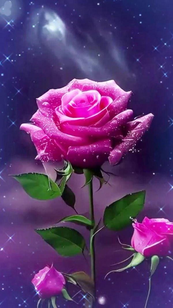 роза фиолетовая