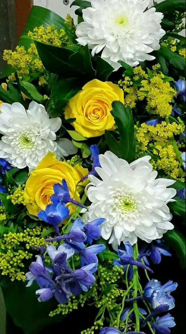 сине желтые цветы